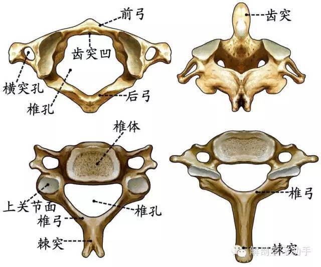 人体解剖歌诀【实用】果断收藏_关节