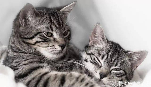 猫猫喜欢被摸头的表现 11d5c8ff18cd4afcac2535365ba60fb5.jpeg