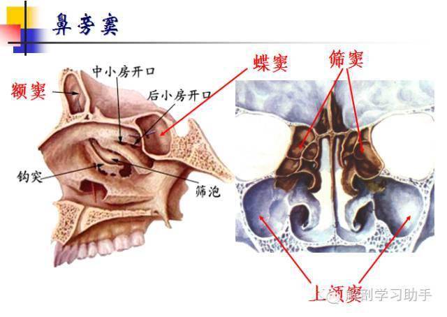 额顶颞蝶会颞窝翼点位置,意义注:圆形短管——视神经管,二沟——横窦