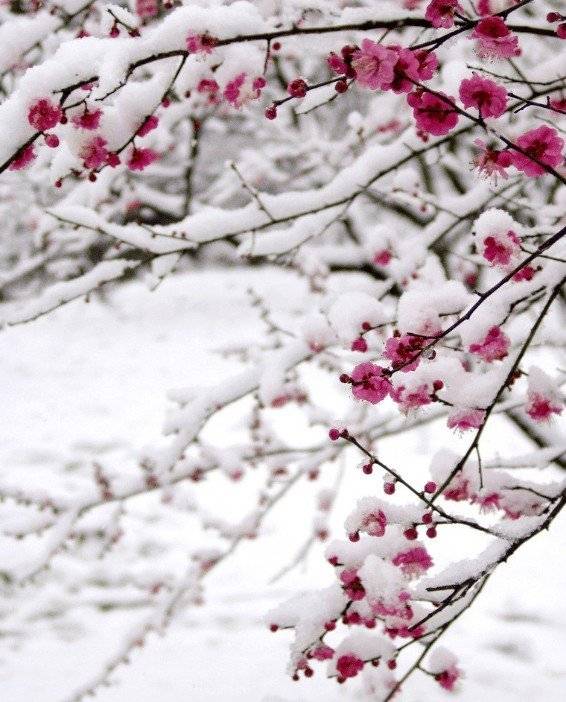 踏寻冬梅花煮酒,俯首临诗借浮雪