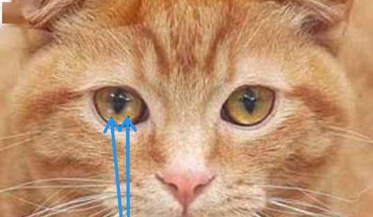 猫咪眼睛上的白斑是什么原因?_角膜