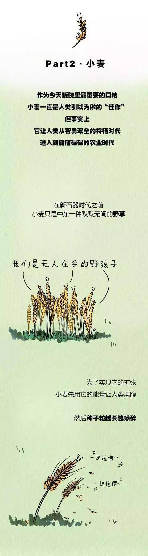 植物描写小麦