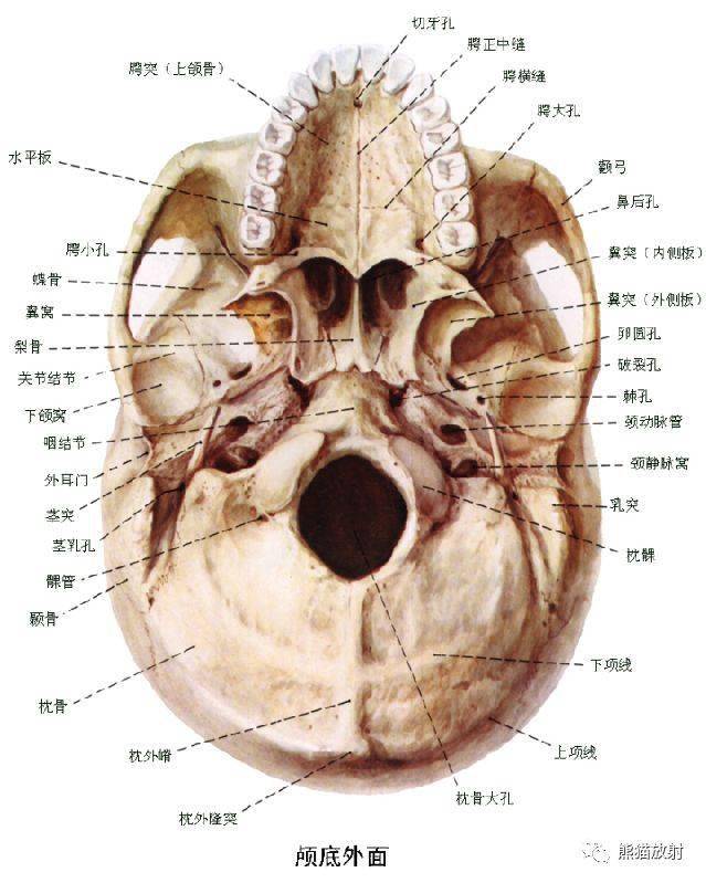 颅面颈部(颅面骨,眼眶,腮腺等)详细解剖图谱
