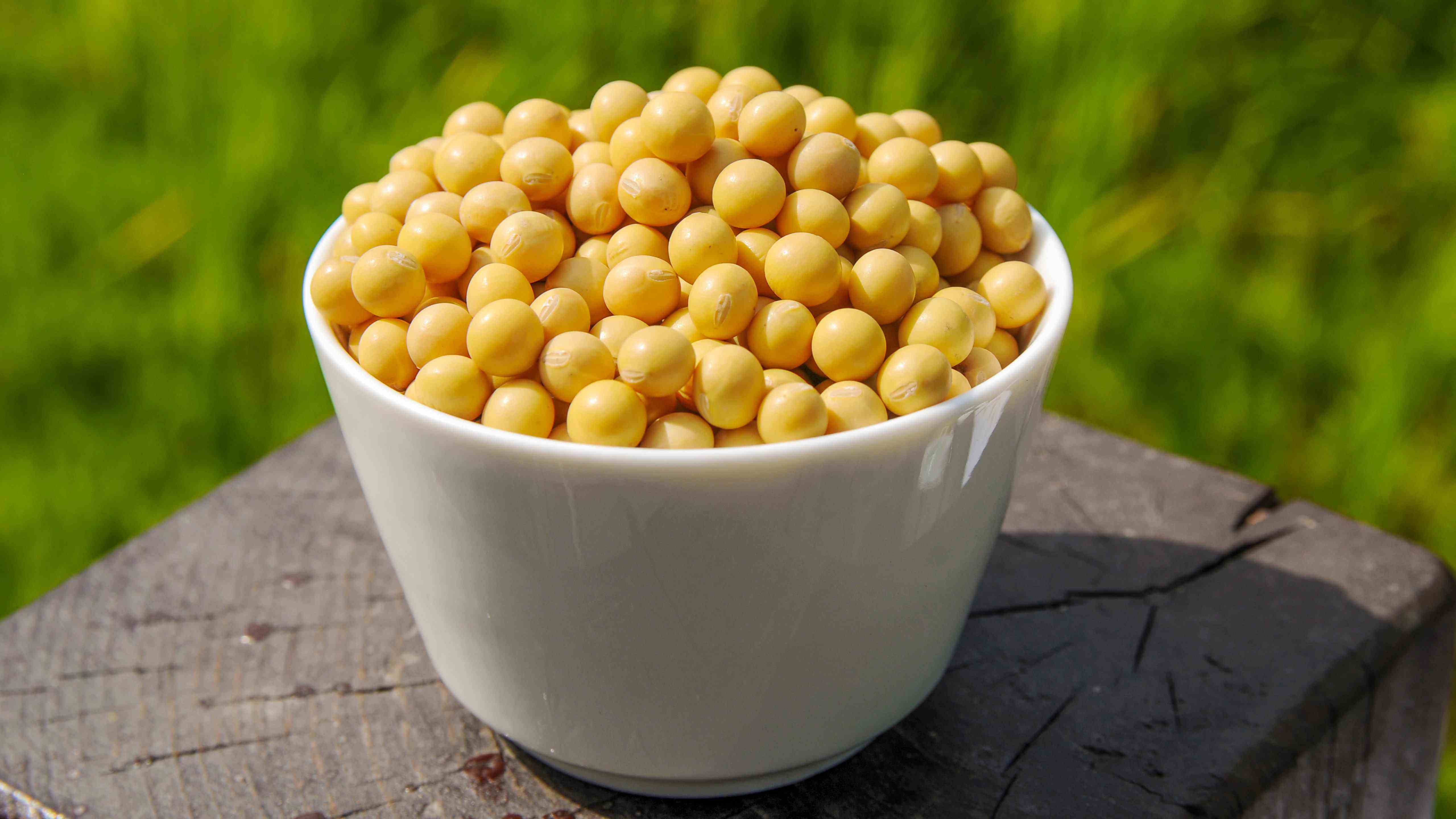 现在可以种什么黄豆 2d90f3c95ccb49a3967eefe2abcc3318.jpeg