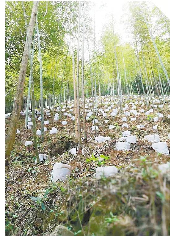 不仅如此,近年来 永康市同步推进林业机械化和林业品种引进研发,实现