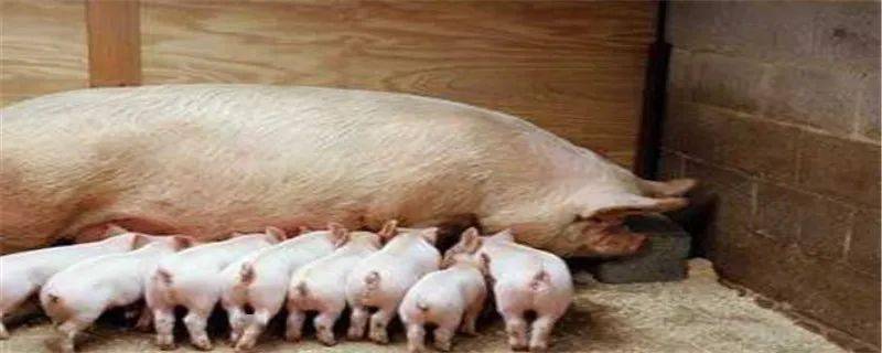 母猪非洲猪瘟早期症状?