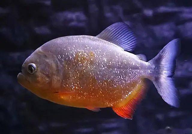 观赏鱼的炸鳞病,多发在水质,投喂和水温上,寄生虫的概率不大