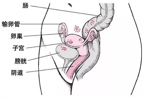 妇科检查的主要部位是阴道,子宫,输卵管和膀胱.