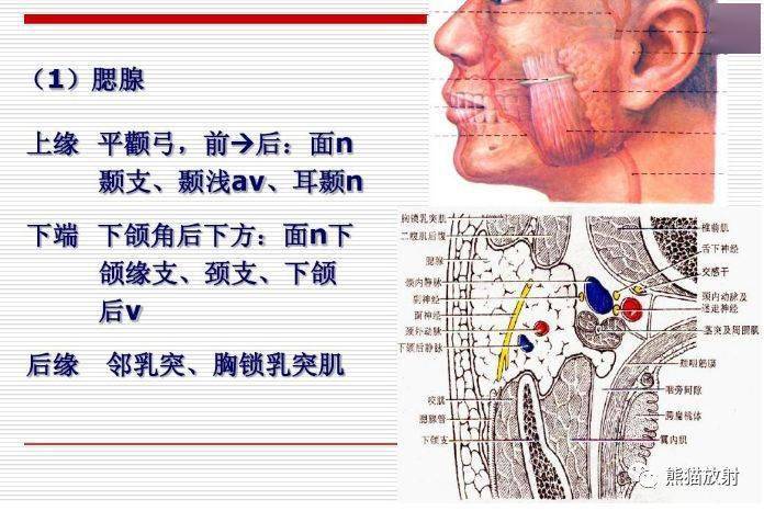 颅面颈部颅面骨眼眶腮腺等详细解剖图谱