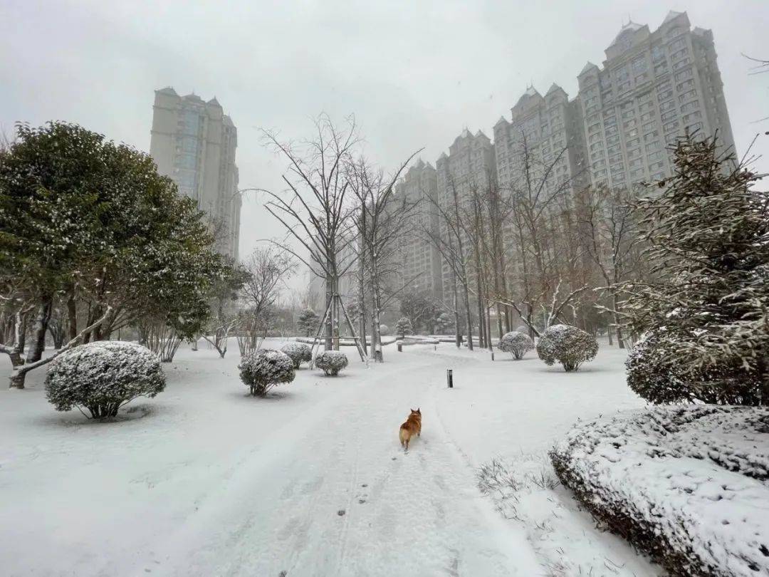 客运停发!高架封闭!福建已下雪!厦门预警!今晚起