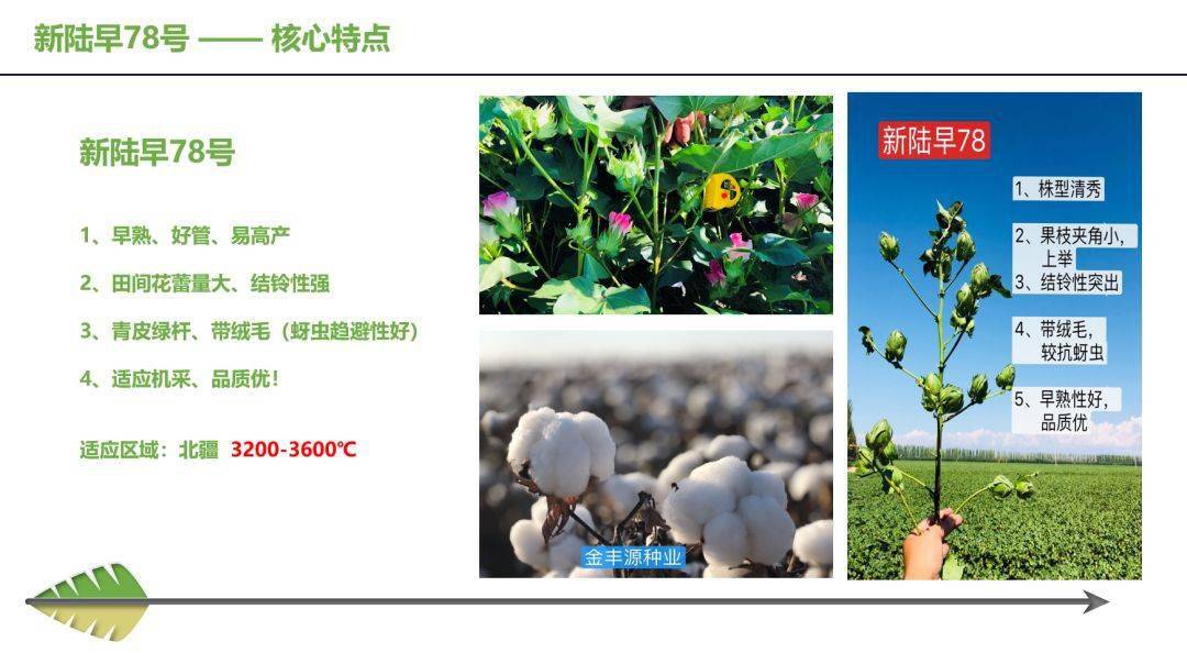 67新陆早78号关于沙湾县2021年主推棉花品种建议的公告