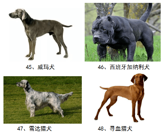 武城县人民政府关于划定养犬重点管理区的通告丨50种禁养犬和收费标准