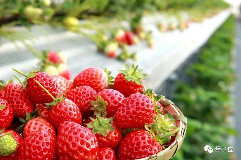 看了AI種草莓，我想回去當農民 科技 第1張