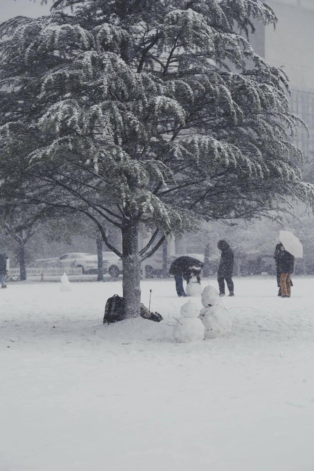 海量雪景大图来啦!_初雪