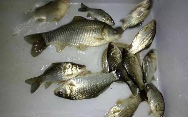 元旦钓鱼,鲫鱼唯独这么钓才最合适,知道后,赶紧露一手