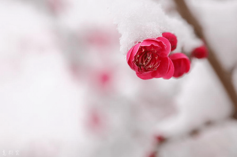 名与利(二) 日落西山一片霞,素心如雪对天涯.