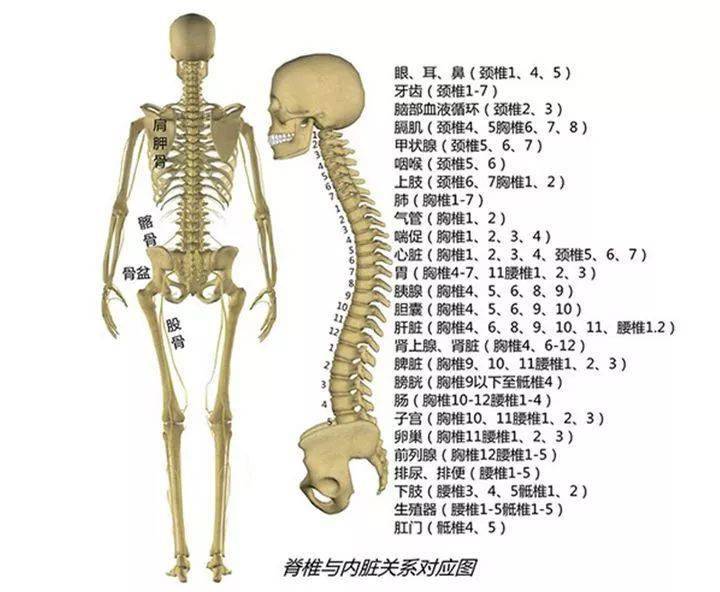 疼痛干货全身筋结点