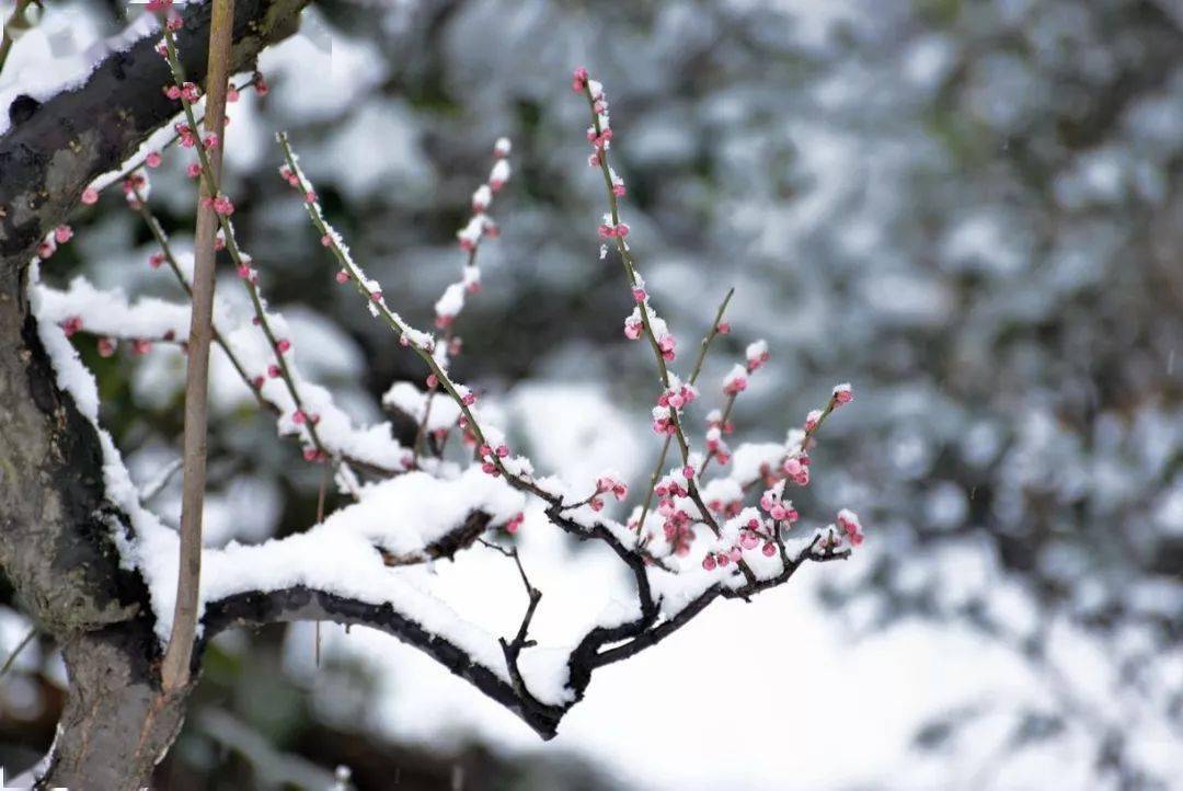 雪中梅,傲雪凌霜