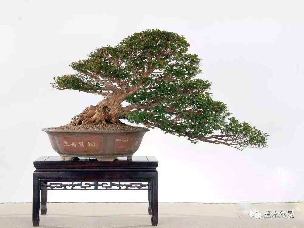 赤楠盆景栽培与制作(一)
