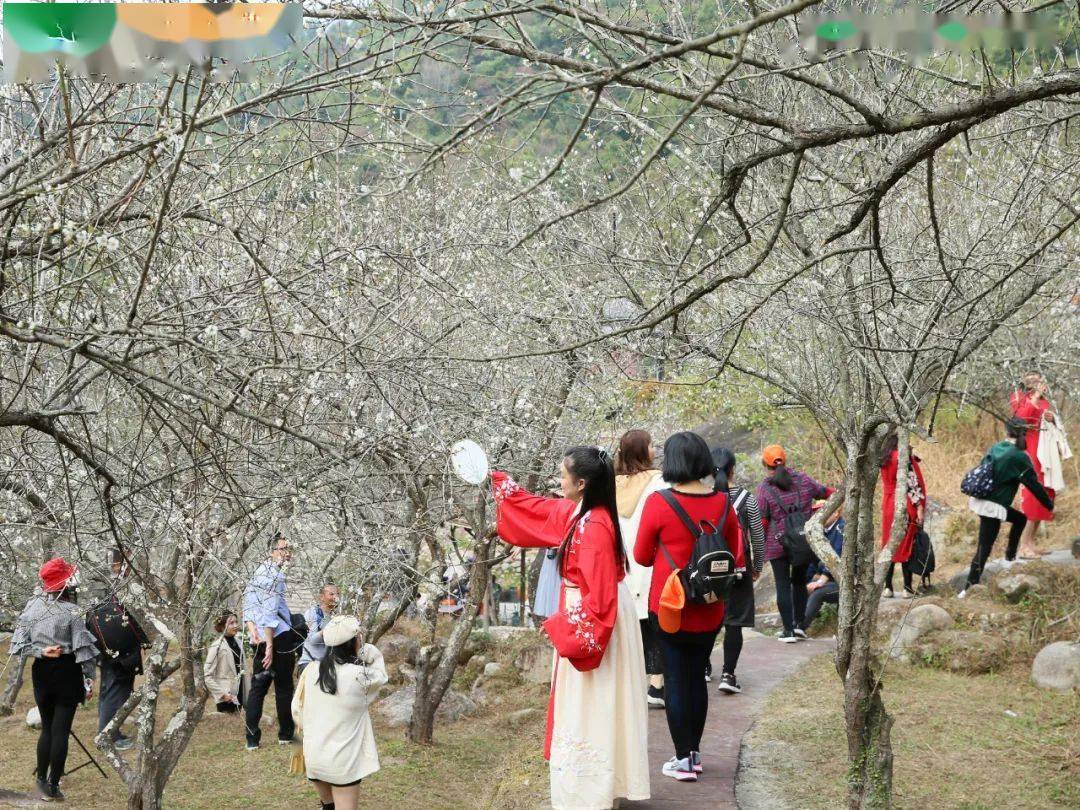 1月2号铁发纯玩仅119元醉美天露山梅花节新兴天露山赏万亩梅花无忧谷
