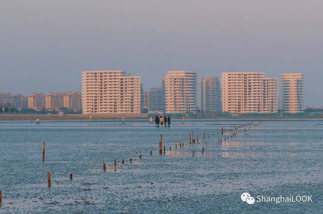 奉贤海滩,上海最南端,在落日余晖中,看潮起潮落.