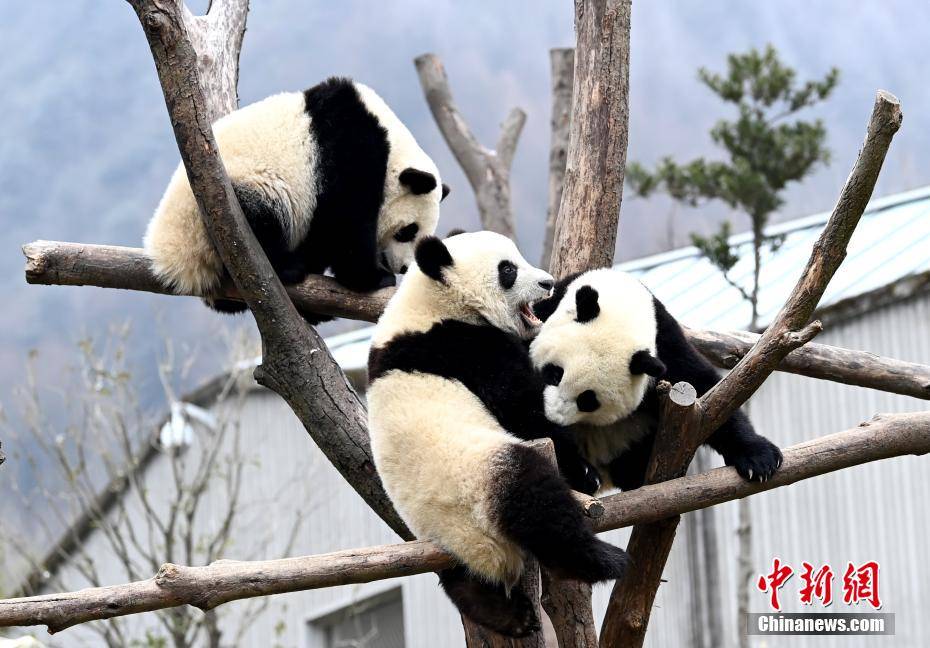 1月2日,中国大熊猫保护研究中心卧龙神树坪基地的大熊猫宝宝们在大