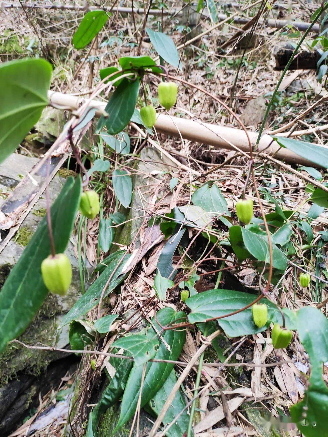 远赴鄣山农家宴,一睹婺源冰雪颜!