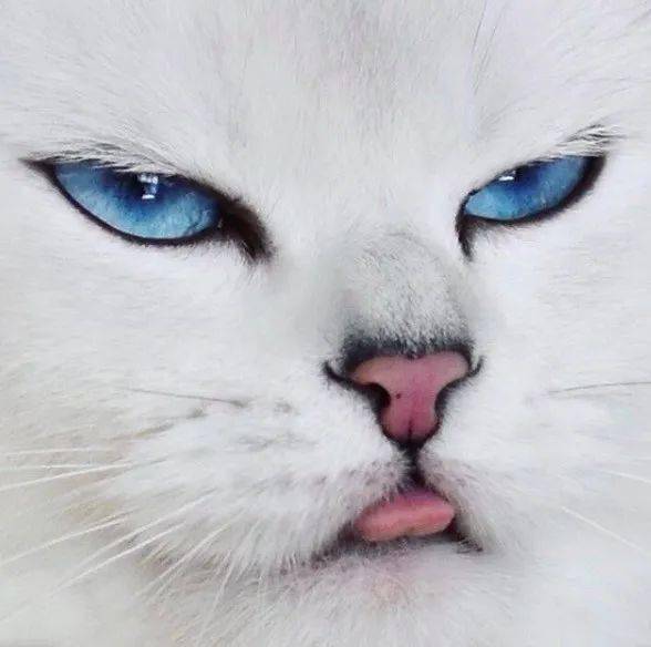 世界上最会赚钱的猫咪,靠着颜值,就这么走上了猫生巅峰啊