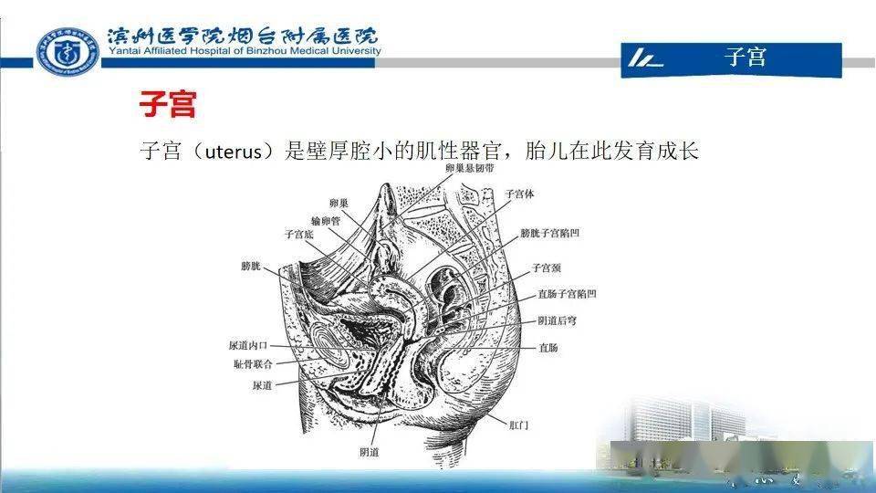 女性生殖系统解剖与妇科超声检查