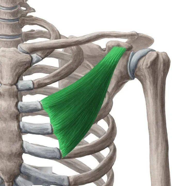 胸小肌的起点位于第三,第四,以及第五肋骨上缘靠近肋软骨处的外