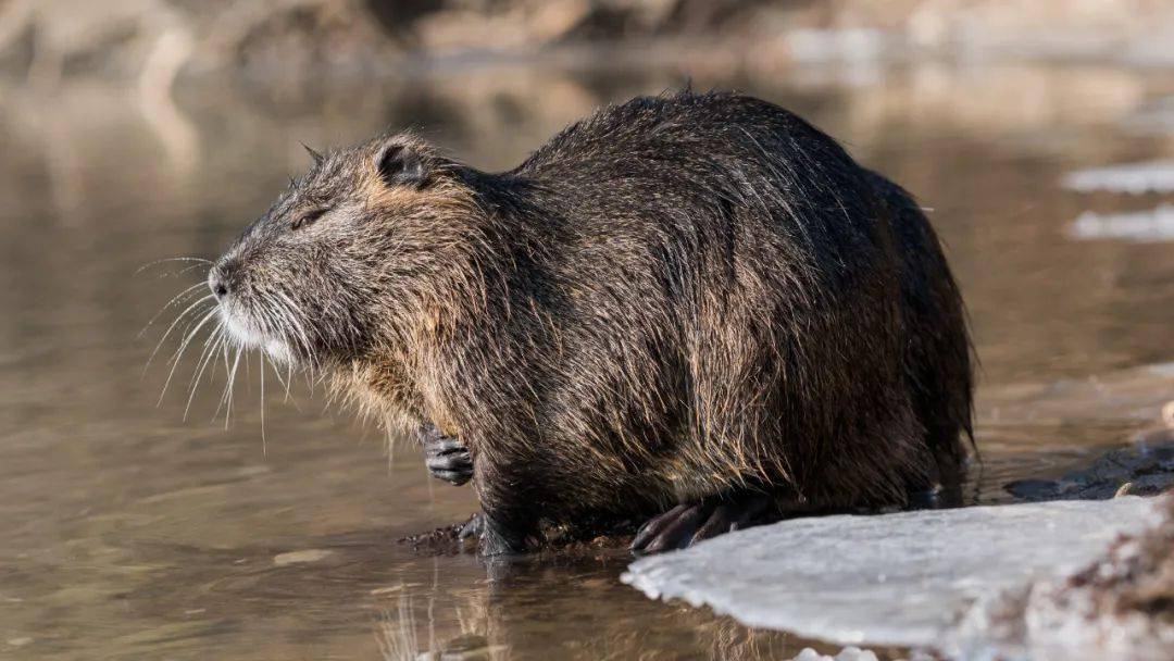 獭狸(myocastor coypus)图片来源:wikimedia