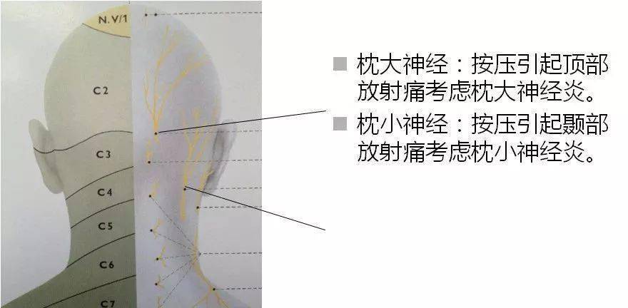 颈部检查----活动度