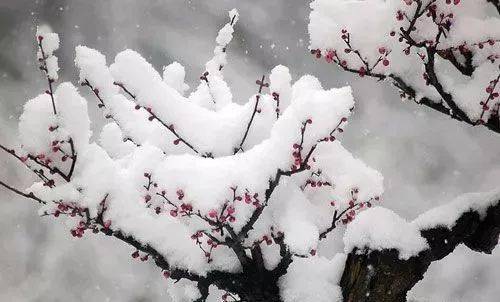 节气小寒风吹冬雪落便觉小寒生