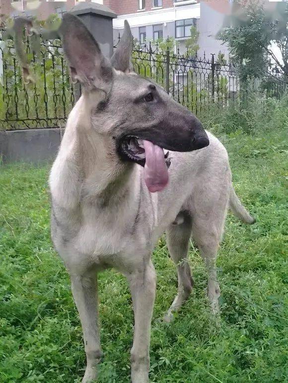 但不知何时起,狼青犬也变成了驴青犬,它由狼青犬和大丹犬串种,就是一