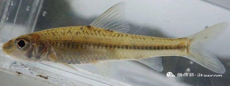 squalidus wolterstorffi
