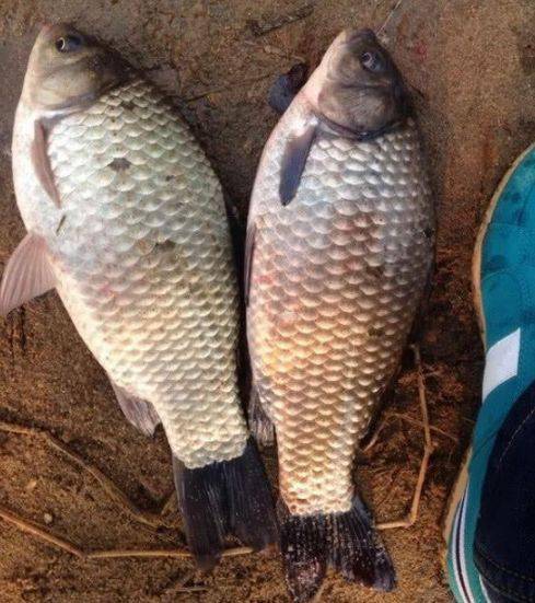 怎样才能钓到大个体鲫鱼 17b78feacf2045698da900bbee127554.jpeg