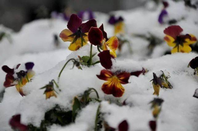 冰天雪地里的角堇和羽衣甘蓝,惊艳了生活!