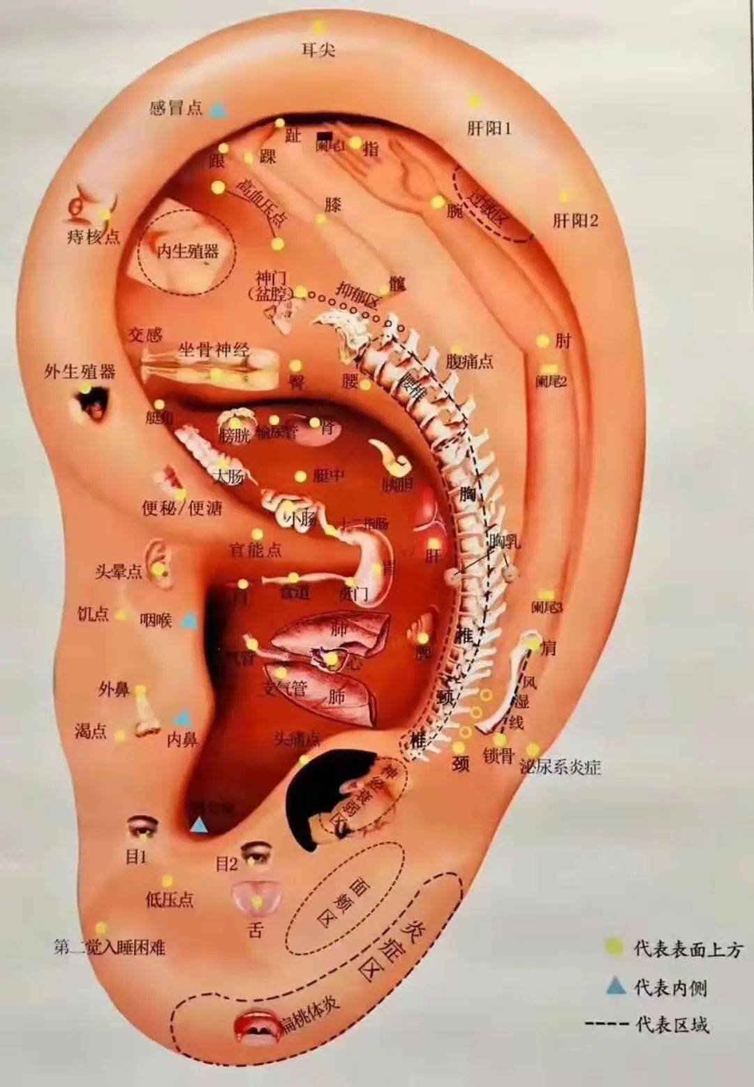 神奇的"透视术 就诊患者直呼"帮我也看一下吧!