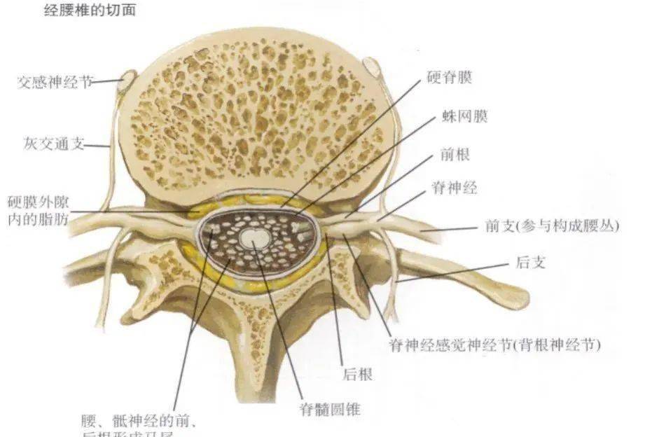 2)脊髓脊髓节段与椎骨对应关系:上段颈髓(c1～4)与同序数椎骨同高下段