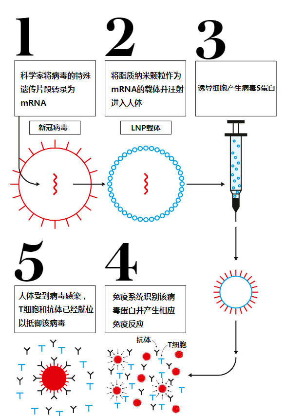 瞄准|揭秘马斯克“瞄准”的mRNA技术：从新冠疫苗出发或将颠覆行业