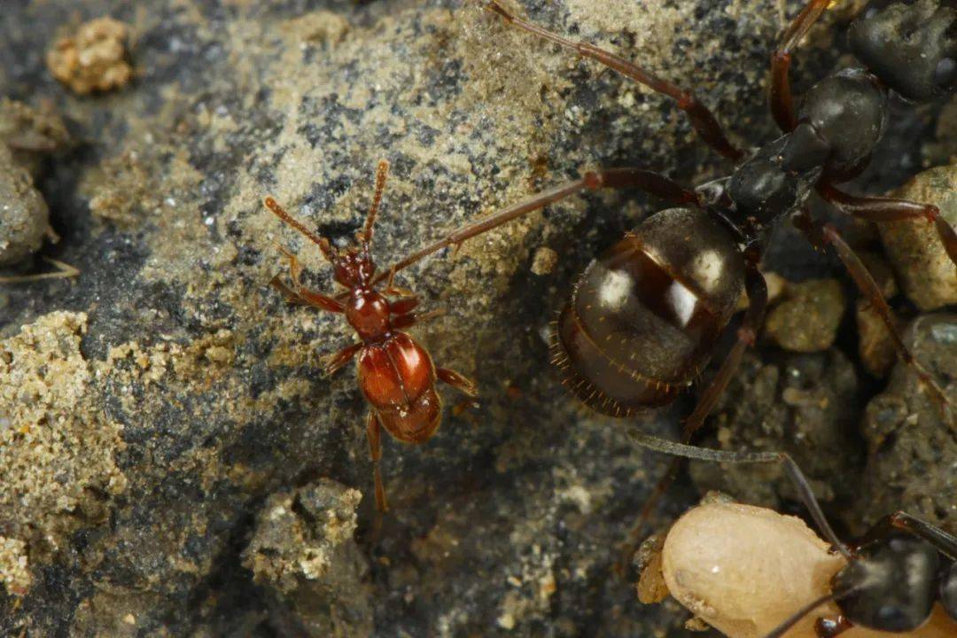 四川洞穴探险队生物调查组 新物种发现!_蚂蚁