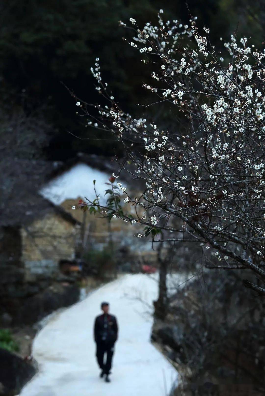 这里下起了普宁第一场傲雪才有梅花便不同