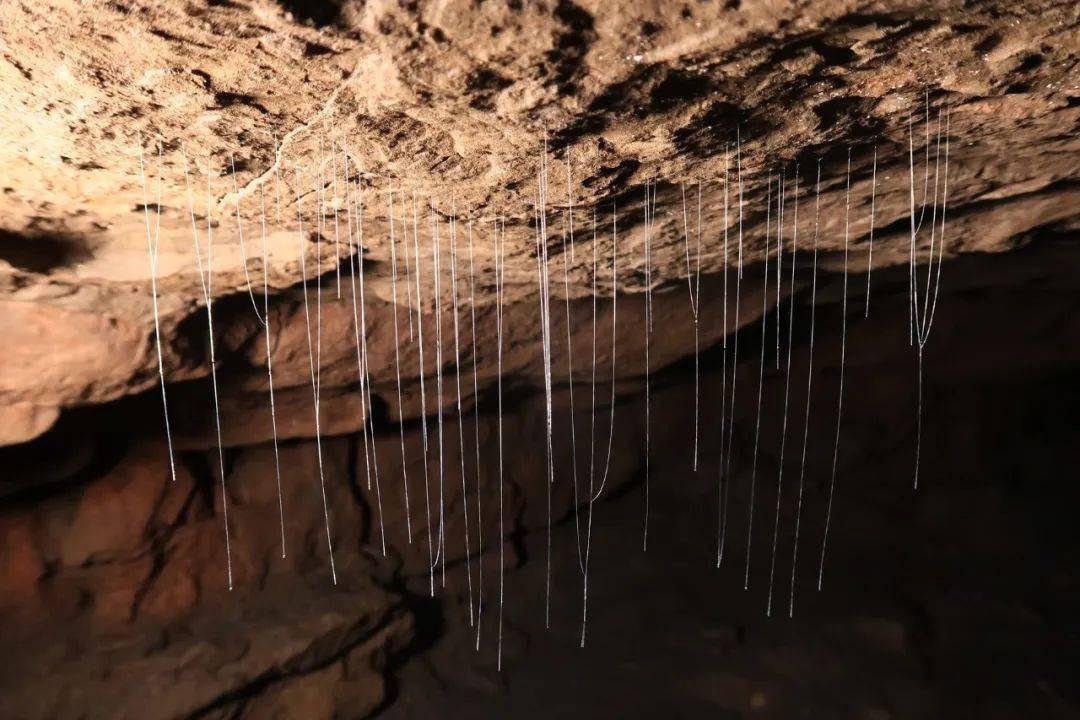 四川洞穴探险队生物调查组 新物种发现!