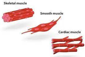 肌肉的结构分类及辅助装置