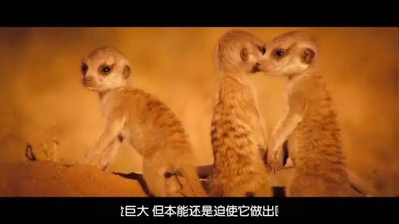 今晚观影蒙哥震撼的生命颂歌