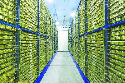 探访中国最大种子库：保存粮棉油果蔬等340种作