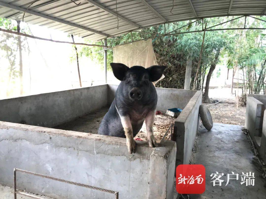 怎么才能让母猪多产崽 4c2dad49310548f98b668d9b17304750.jpeg