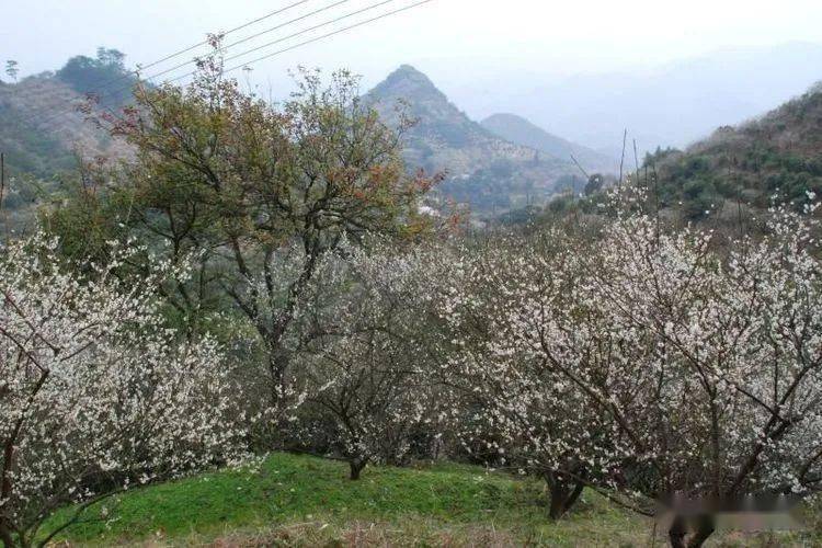 郁南人口有多少_郁南大王山森林公园