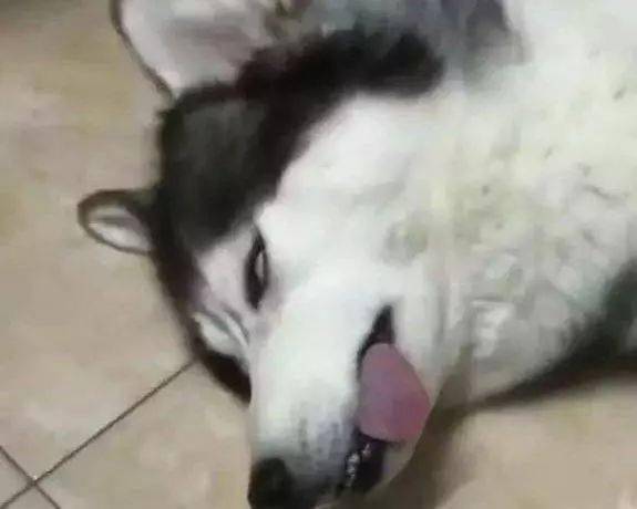 二哈一会翻白眼,一会龇牙咧嘴,主人在一旁看了都笑的停不下来!