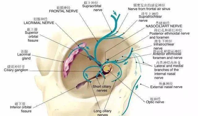 接受来自角膜,眼球和鼻腔上部粘膜(鼻睫神经,泪腺(泪腺神经,前额